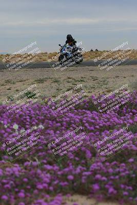 media/Jan-14-2023-SoCal Trackdays (Sat) [[497694156f]]/Turn 14 Exit Bloomig (145pm)/
